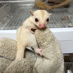 フクロモモンガベビー