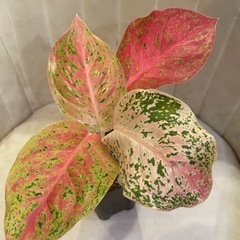 希少　アグラオネマ　パルムルアイ　②　観葉植物の画像