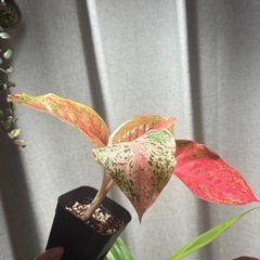 希少　アグラオネマ　パルムルアイ　②　観葉植物の画像