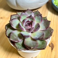 多肉植物　ブルーベリー　エケベリアの画像