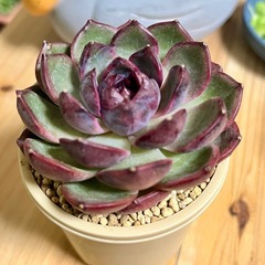 多肉植物　ブルーベリー　エケベリアの画像