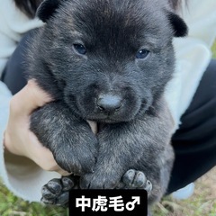 甲斐犬 子犬 和歌山 狼翔犬舎