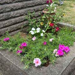 週1回　3時間だけ　家庭的な家事でOKの画像