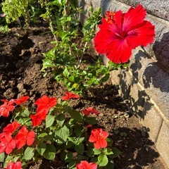 週1回　3時間だけ　家庭的な家事でOKの画像