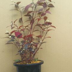 懸崖鉢のアカバセンニチコウの画像