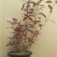 懸崖鉢のアカバセンニチコウの画像