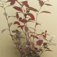 懸崖鉢のアカバセンニチコウの画像