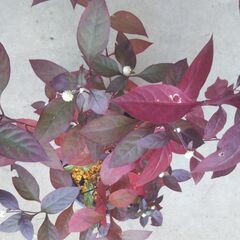 懸崖鉢のアカバセンニチコウの画像