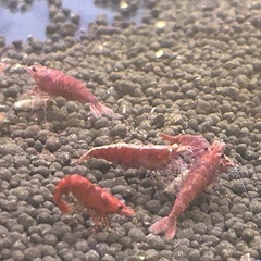 格安❗️レッドファイヤーシュリンプ　1匹　大好評‼️受付終了🙇‍♂️の画像