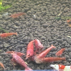 格安❗️レッドファイヤーシュリンプ　1匹　大好評‼️受付終了🙇‍♂️の画像