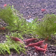 格安❗️レッドファイヤーシュリンプ　1匹　大好評‼️受付終了🙇‍♂️の画像