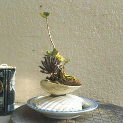 二枚貝の多肉植物の画像