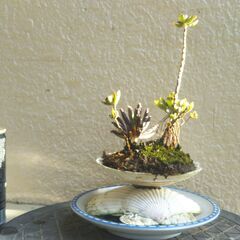 二枚貝の多肉植物の画像