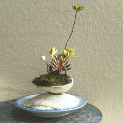 二枚貝の多肉植物の画像