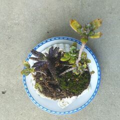 二枚貝の多肉植物の画像