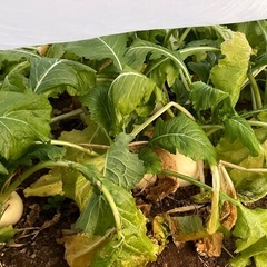 【まだまだ受付中】　無農薬・有機肥料で育てたカブ（訳あり、取り放題）の画像