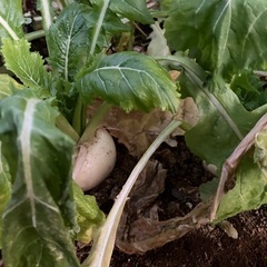 【まだまだ受付中】　無農薬・有機肥料で育てたカブ（訳あり、取り放題）の画像
