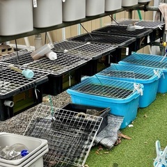 メダカ めだか🐟飼育用品全部【メダカも】値段相談の画像