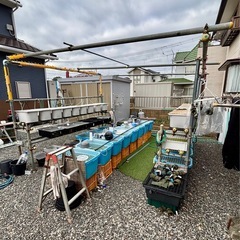 メダカ めだか🐟飼育用品全部【メダカも】値段相談の画像