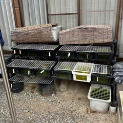 メダカ めだか🐟飼育用品全部【メダカも】値段相談の画像