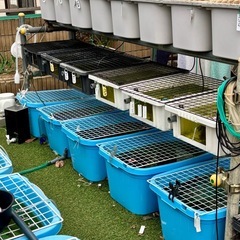 メダカ めだか🐟飼育用品全部【メダカも】値段相談の画像