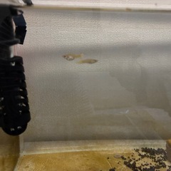 ミックスグッピー　メス2匹水槽ごと
