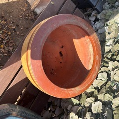 睡蓮鉢②の画像