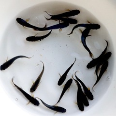 サタンレッドテール　1匹200円‼️メダカ　めだか　　写真現物です❗️の画像