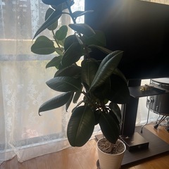 観葉植物の画像