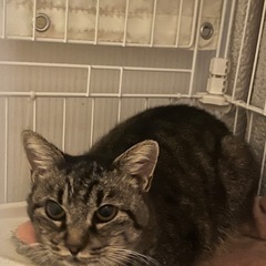 キジトラ女の子