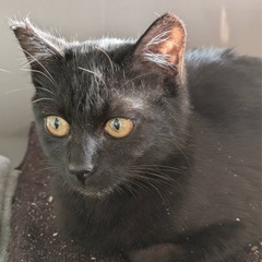 イケにゃんクロくん❤️２ヶ月