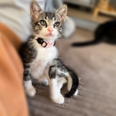 2ヶ月の子猫ちゃん