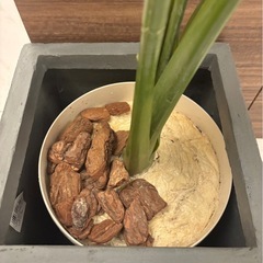 観葉植物　フェイクグリーンの画像