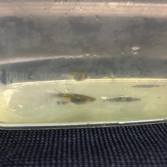 メダカ（夜桜ゴールド）ペアの画像