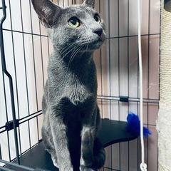 ロシアンブルー