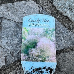 スモークツリーの画像