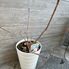 スモークツリーの画像