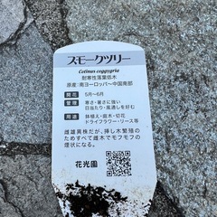 スモークツリーの画像