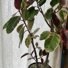 ゴムの木 フィカス・ティネケ斑入り 観葉植物
 の画像