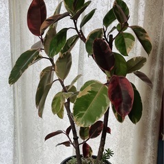 ゴムの木 フィカス・ティネケ斑入り 観葉植物
 の画像