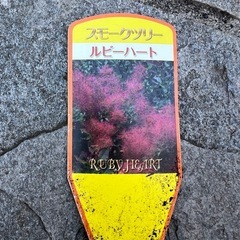 スモークツリーの画像