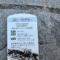 スモークツリーの画像