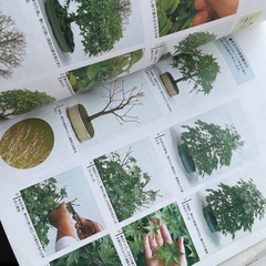 最後！今日まで！盆栽　　本の画像