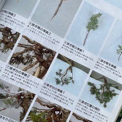 最後！今日まで！盆栽　　本の画像