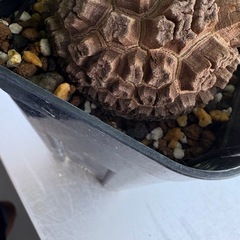 アフリカ亀甲竜の画像