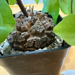 アフリカ亀甲竜の画像