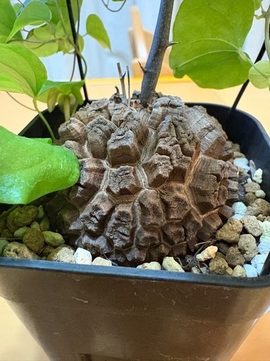 アフリカ亀甲竜