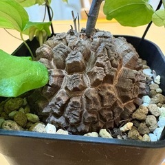 アフリカ亀甲竜の画像