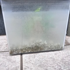 めだか　金魚　飼育　水槽　セット　の画像