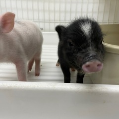 豚ちゃんのご飯